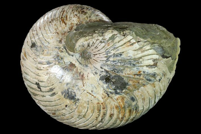Polished Fossil Nautilus (Cymatoceras) - Madagascar #157821